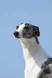 WHIPPET 256